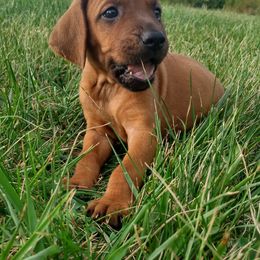 Redbone Coonhounds from Carolyn's Coonhounds