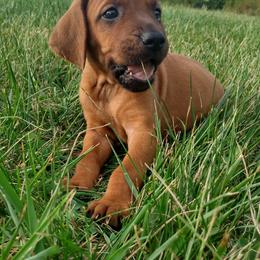 Redbone Coonhounds from Carolyn's Coonhounds