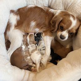 Cavalier King Charles Spaniel, Cavapoo, and Goldendoodle Puppies from 406springhilldoodles