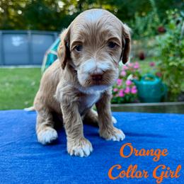 Orange Collar Girl - Apricot female Australian Labradoodle puppy in Rhode Island from Highland Beach Labradoodles