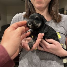Boy 2 - Salt and pepper male Miniature Schnauzer puppy in Rome, Georgia from Lauren Ivascu