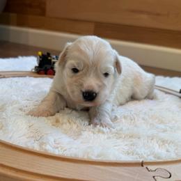 Archie - White male Miniature Schnauzer puppy in Auburn, Georgia from Very Special Mini Schnauzers
