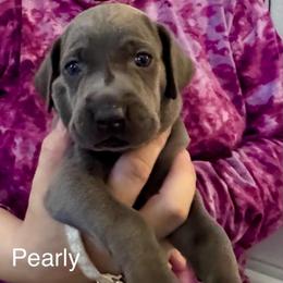 Pearly - Blue female Weimaraner puppy in Aitkin, Minnesota from Whispering’s GunDogs