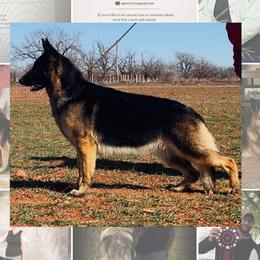 Tia - German Shepherd