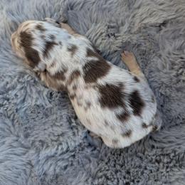 AKC Chocolate Dapple Boy 1 - Dapple male Dachshund puppy in Choctaw, Oklahoma from TS Performance Horses & Dachshunds