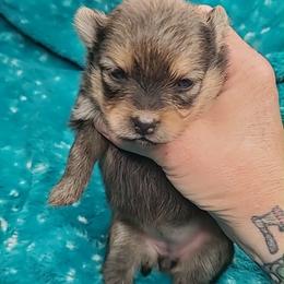 Girl 1 - Red sable female Pomeranian puppy in Tulsa County, Oklahoma from CP Kennels