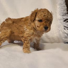 Poodle Puppies from Carolina Poodle Palace