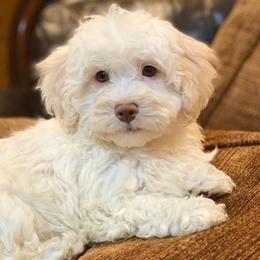 Pearl - White female Havanese puppy in Lancaster, South Carolina from 3 Bs Havanese-PUPPIES with  PURPOSE