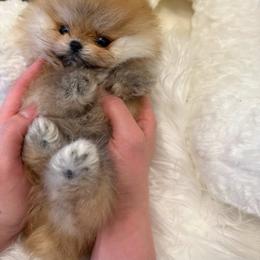 Pomeranian puppies from BP PUPS