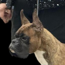 Rider - Boxer