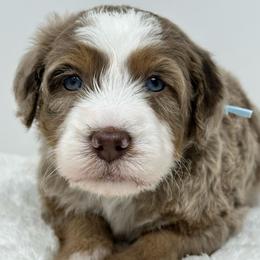 Jacob - Chocolate merle male Bernedoodle puppy in Oologah, Oklahoma from Timber Hills Poodles and Doodles