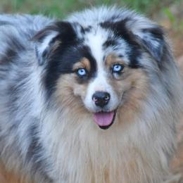 Blu - Blue merle male Miniature Australian Shepherd puppy in Patterson, North Carolina from DreamLine Aussies