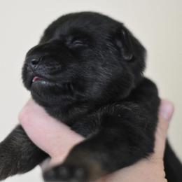 Purple collar - Bi-color female German Shepherd puppy in Wahoo, Nebraska from Von Solidago