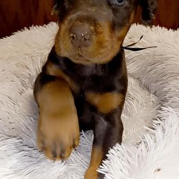 Doberman Pinscher Puppies from Stand Alone European Dobermans