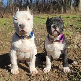 American Bully and Labrador Retriever Puppies from RBR Kennel-Ross Bullies & Retrievers