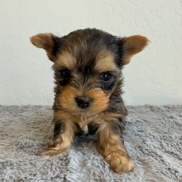 Charlie - Chocolate, tan and white male Yorkshire Terrier puppy in Los Angeles, California from 818 Yorkies