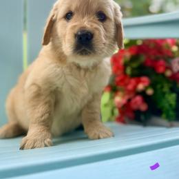 Miss Purple - Golden female Golden Retriever puppy in Ohatchee, Alabama from The Golden Life