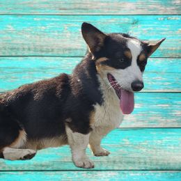 Maverick - Pembroke Welsh Corgi
