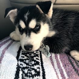 Siberian Husky Puppies from Rocket City Huskies