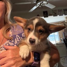 Luke - Gray and white male American Corgi puppy in Orangevale, California from Corgis of the Heart