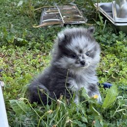 Twilight - Blue merle female Pomeranian puppy in El Sobrante, California from Little Lovers Kennels, LLC