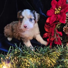 Toy Australian Shepherd Puppies from Badland's Toy Aussies