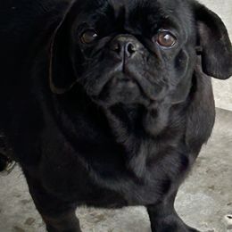 Coaley - Pug