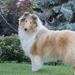 Collie All Grown Up from Deb Smith