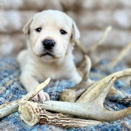 Bow - Yellow male Labrador Retriever puppy in Sweet Home, Oregon from Knotty Creek Labradors