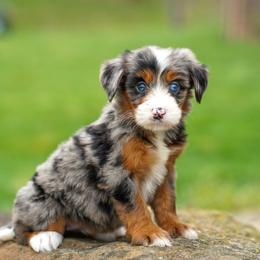 Aussie - Merle female Bernedoodle puppy in Dundee, Ohio from Down Home Doodle
