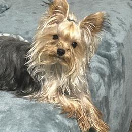 Penny - Yorkshire Terrier