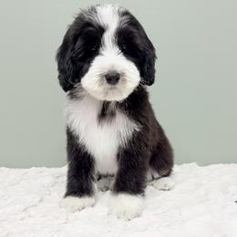 Mac - Black male Australian Labradoodle puppy in Springfield, Ohio from Dawson & Daryn's Royal Companions