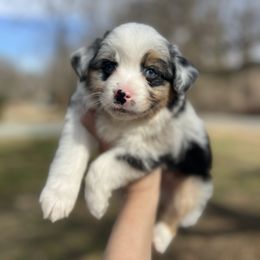 Chase - Black tri Miniature Australian Shepherd puppy in Greensboro, North Carolina from Rambling L Toy& Mini Aussies