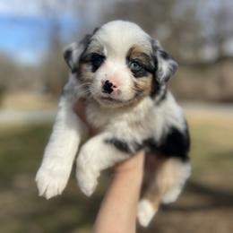 Chase - Black tri Miniature Australian Shepherd puppy in Greensboro, North Carolina from Rambling L Toy& Mini Aussies