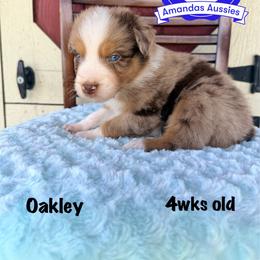 RMM orange collar - Red merle male Australian Shepherd puppy in Greenville, Texas from Amandas Aussies