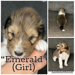 Emerald - Sable and white female Shetland Sheepdog puppy in Aumsville, Oregon from Porter Creek Kennels