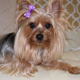 Remi - Yorkshire Terrier