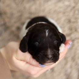 Orange - Chocolate male Australian Labradoodle puppy in Williamstown, New York from Lewis Manor Labradoodles