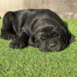Cane Corso puppies from CANE CORSO DI DROGHEDA