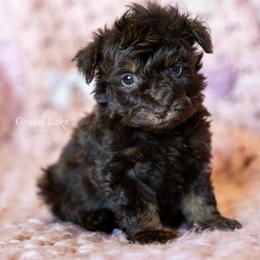 Godiva (Diva) - Brown female Schnoodle puppy in Grove, Oklahoma from Grand Lake Poodles & Doodles