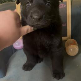 Dachshund and German Shepherd Puppies from Illyria Dox & GSD