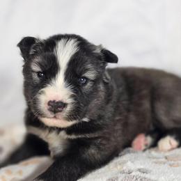 Power - Agouti and white female Siberian Husky puppy in Buckeye, Arizona from Anime Huskies