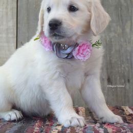 Goldendoodle and Golden Retriever Puppies from Magical Goldens