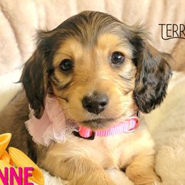 Penne - Cream female Dachshund puppy in Parma, Idaho from Terracane Dachshunds & Sunwell Golden Retrievers