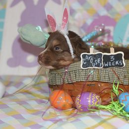Carousel - Red tri-color Australian Shepherd puppy in Massachusetts from Knauer Australian Shepherds