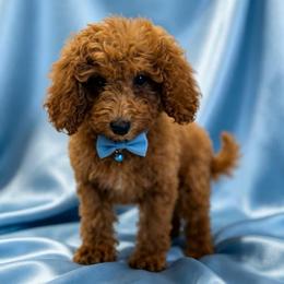 Archie - Red  male Poodle puppy in Queens, New York from Pawfect Soul Puppies