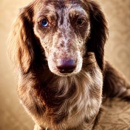 Adeline - Dachshund