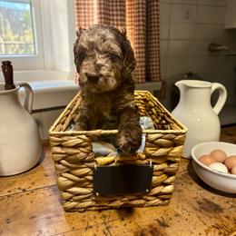Green collar - Merle male Goldendoodle puppy in Sanderson, Florida from Serenity Goldendoodles