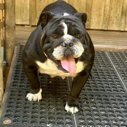 Freya - Black tri-color female Bulldog puppy in Fort White, Florida from Bullgodz English Bulldogs