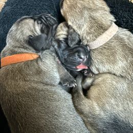 Pink Collar Girl - Fawn female Boerboel puppy in Warren, Michigan from BoHo Boerboels